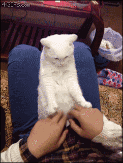Hands Up Kitty Funny GIF