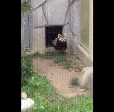 Hands Up Rock To Red Panda GIF