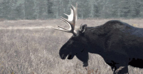 Handskas Med Det Älg GIF