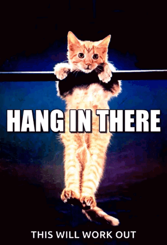 Hang in There Cat Hanging From Bar