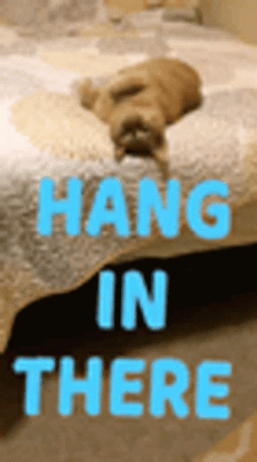 Hang-in-there GIFs - Get the best GIF on GIPHY