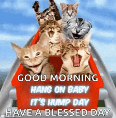 Hang On Baby Happy Blessed Wednesday GIF