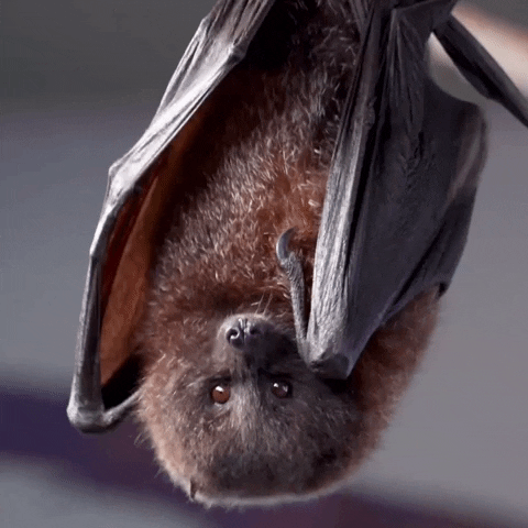 Hanging Bat Upside Down GIF