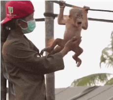 Hanging Curious George Baby Monkey GIF