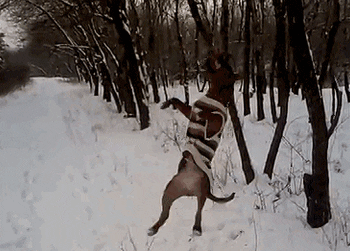 Hanging Dog In Snow Loop GIF