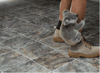 Hanging On Leg Cute Little Koala Bear GIF