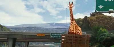 Hangover Giraffe's Head Got Cut Off GIF