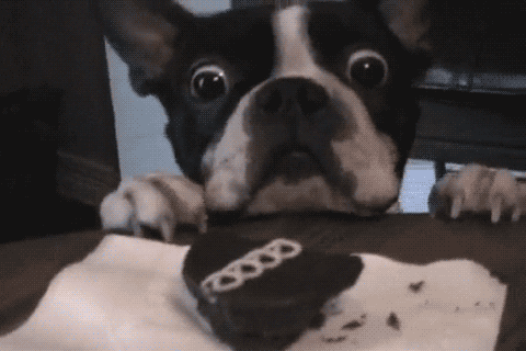Hangry Cute Pup Reaching For Food GIF