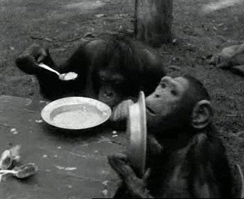 Hangry Group Of Monkeys Empty Plates GIF