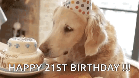 Happy 21st Birthday Dog Eating Cake GIF