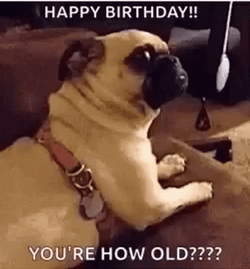 Happy 40Th Birthday You're How Old Dog GIF
