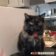 Happy 4th Cat High Five GIF
