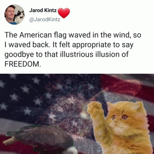 Happy 4th Cute Baby Cat Freedom Meme GIF