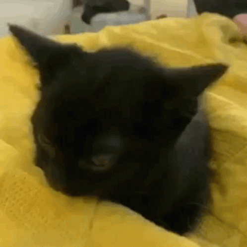 Happy 4th Cute Black Cat Party Hat GIF