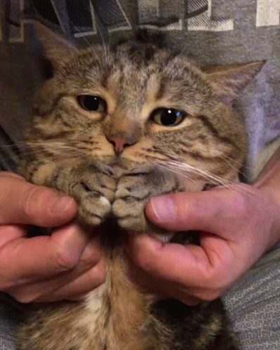 Happy 4th Cute Tabby Cat Clapping GIF