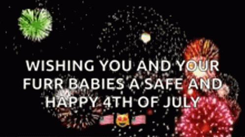 Happy 4th Furry Baby Cats Fireworks Display GIF