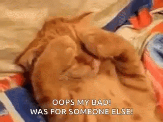 Happy 4th Ginger Cat Peekaboo GIF