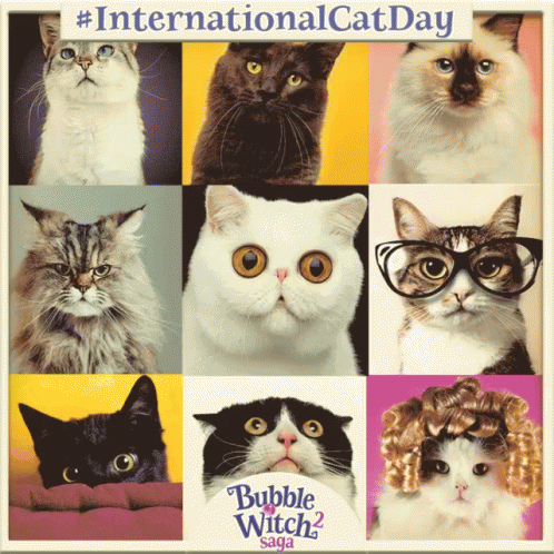 Happy 4th International Cat Day GIF