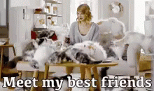 Happy 4th Taylor Swift Cats GIF