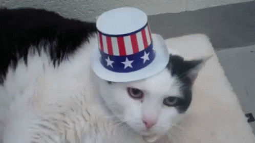 Happy 4th Tuxedo Cat Wearing American Hat GIF