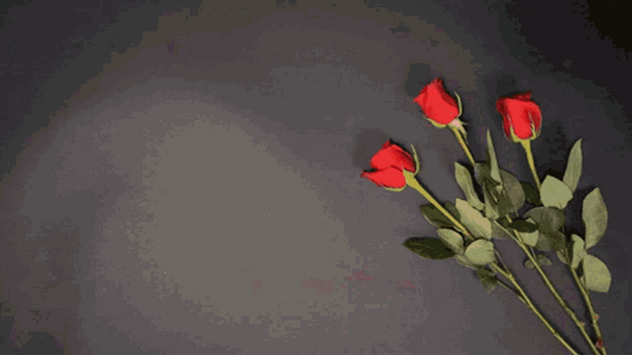 Happy Anniversary Roses GIF