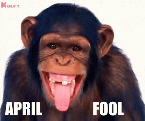 Happy April Fools Day Monkey Pulling Its Cheeks GIF