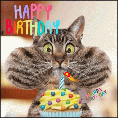Happy Bday Cat Lover GIF
