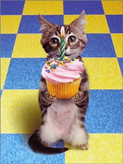 Happy Birthday Animal Cat Cupcake GIF