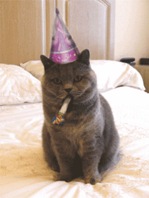 Happy Birthday Animal Cat Party Hat GIF