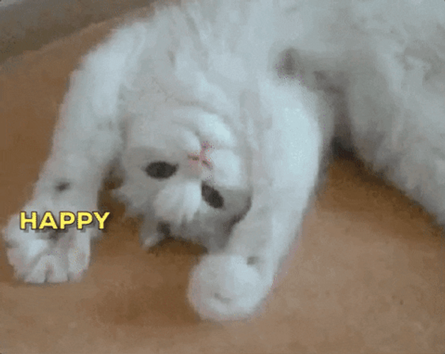 Happy Birthday Animal Cute Cat Paws GIF
