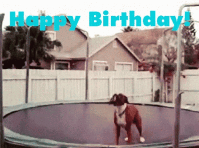 Happy Birthday Animal Dog Jump Trampoline GIF