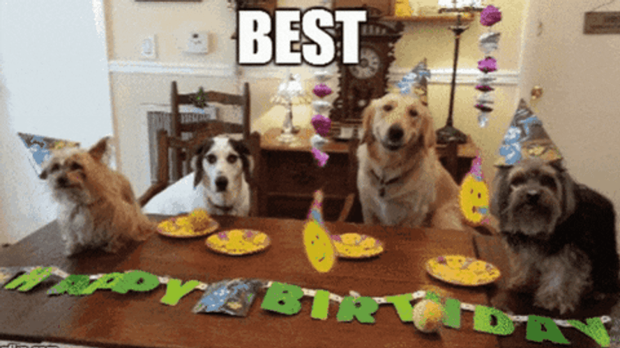 Happy Birthday Animal Dogs Best Day Ever GIF