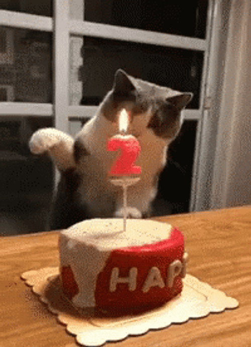Happy Birthday Animal Funny Cat Candle Cake GIF