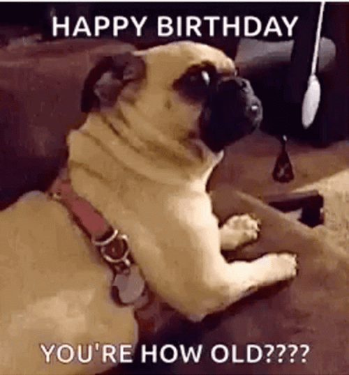 Happy Birthday Animal Funny Pug Meme GIF