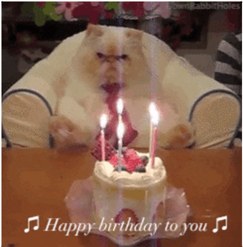 Happy Birthday Animal Grumpy Cat Cake GIF