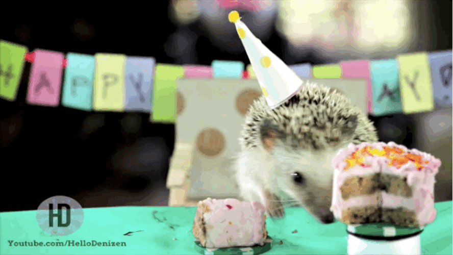 Happy Birthday Animal Hedgehog Tossing Cake GIF