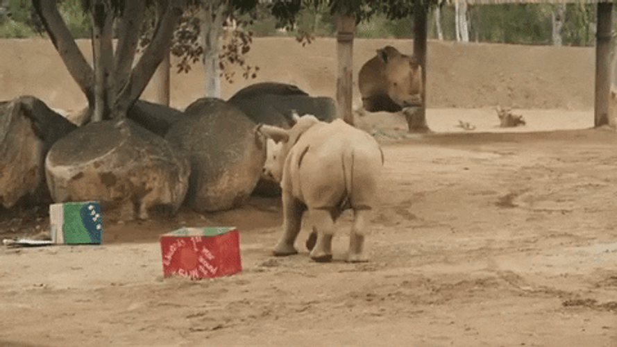 Happy Birthday Animal Hippo Dance Zoo GIF