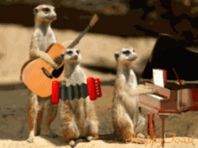 Happy Birthday Animal Meerkats Musical Band GIF