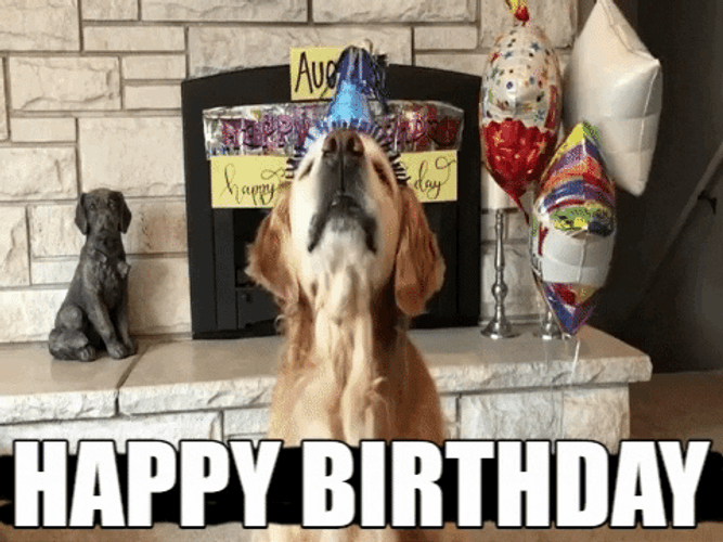 Happy Birthday Animal Party Golden Retriever Dog GIF