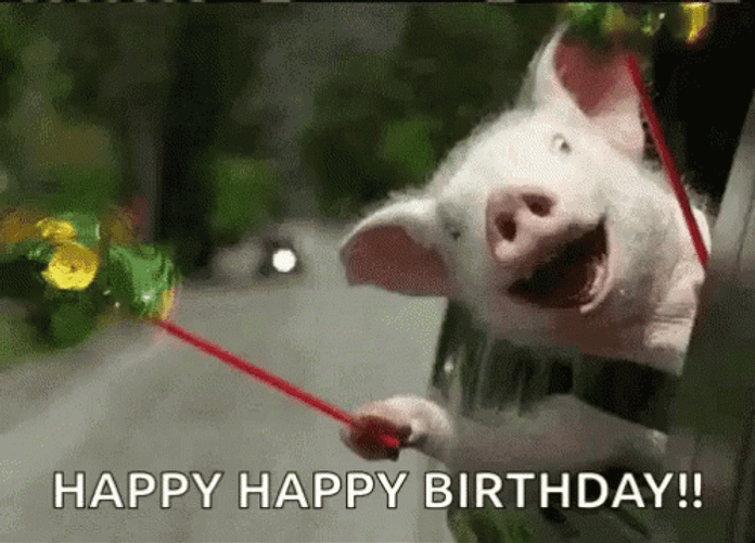Happy Birthday Animal Pig Car Excited GIF