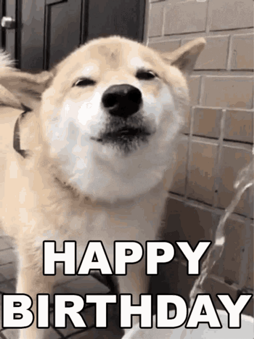 Happy Birthday Animal Smiling Dog Water GIF