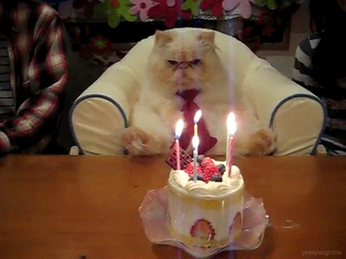 Happy Birthday Animated Grumpy Cat GIF