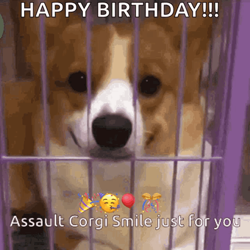 Happy Birthday Assault Corgi in Cage