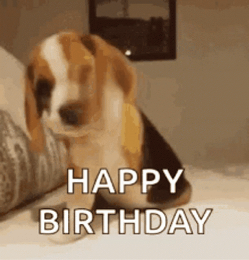 Happy Birthday Beagle Dog GIF