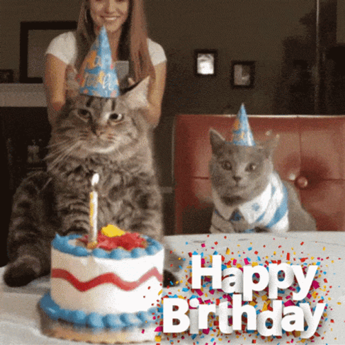 Happy Birthday Cat Throwing Cake GIF