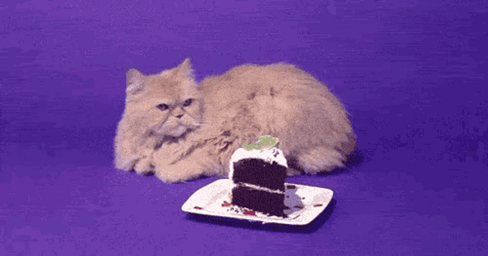 Happy Birthday Cat With Confetti GIF