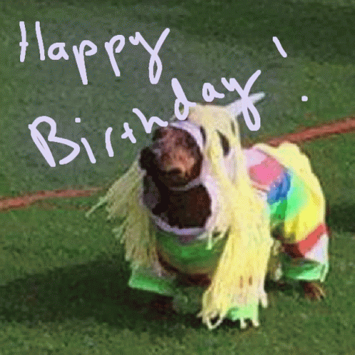 Happy Birthday Dachshund Adorable Costume GIF