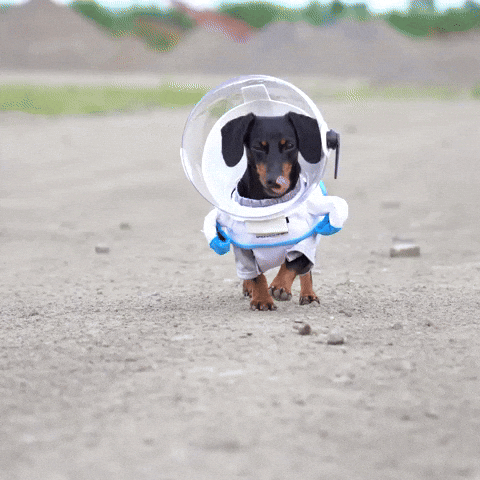 Happy Birthday Dachshund Astronaut Costume GIF