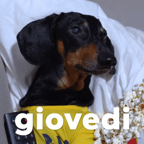 Happy Birthday Dachshund Chilling Giovedi GIF