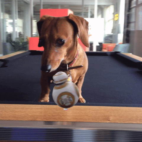 Happy Birthday Dachshund Confused With Flying Objects GIF